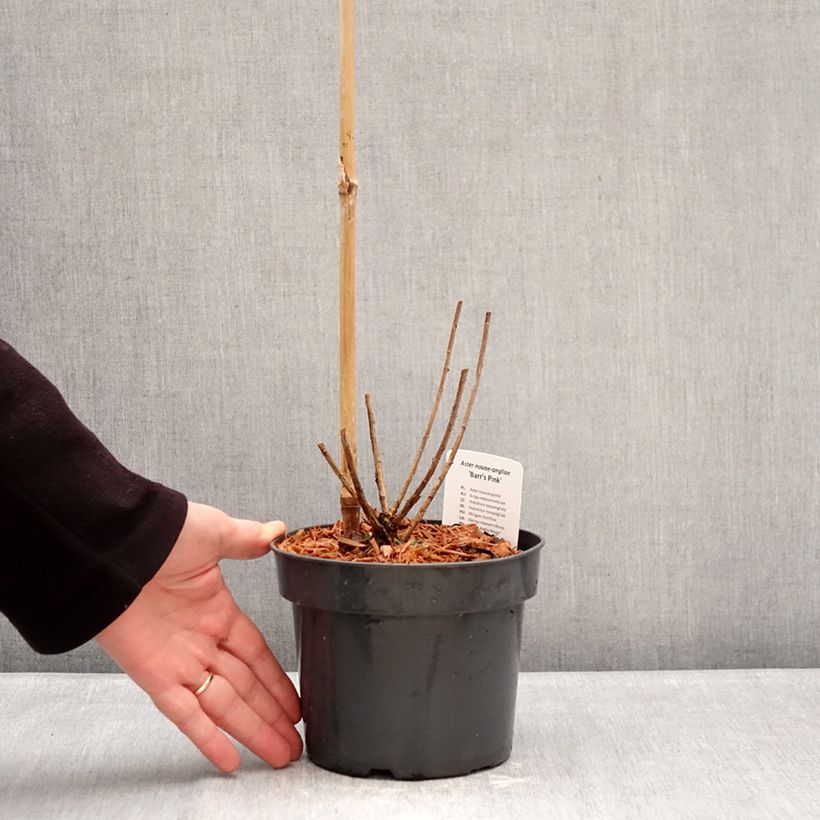 Aster novae-angliae Barrs Pink Maceta 2L/3L Ejemplar entregado en invierno