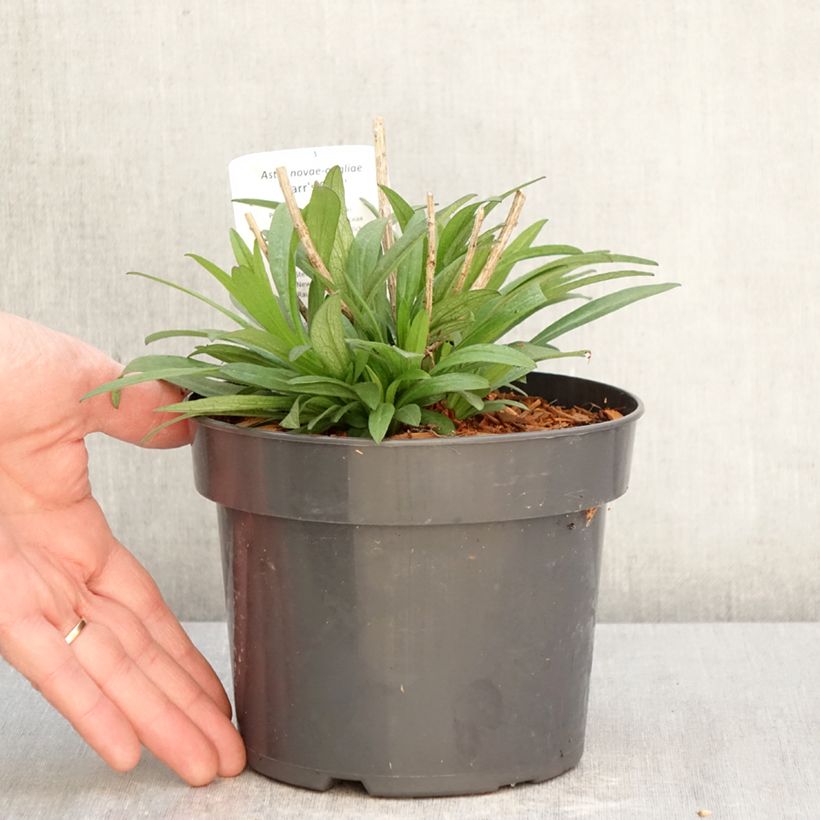 Aster novae-angliae Barrs Pink Maceta 2L/3L Ejemplar entregado en la primavera