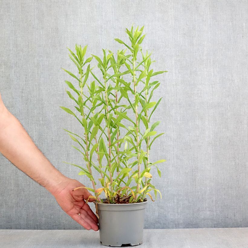 Aster novae-angliae Barrs Blue Maceta 2L/3L Ejemplar entregado en la primavera