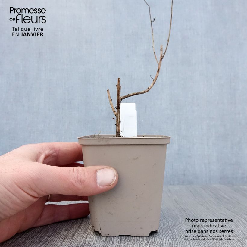 Aster novae-angliae Guido en Gezelle Maceta de 8/9 cm Ejemplar entregado en invierno