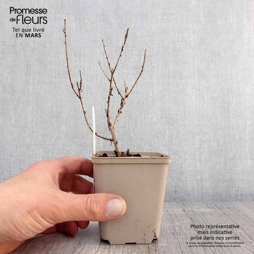 Aster novae-angliae Guido en Gezelle Maceta de 8/9 cm Ejemplar entregado en la primavera