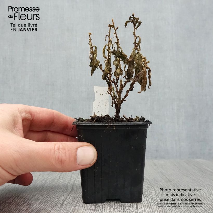 Aster novae-angliae Rosa Sieger Maceta de 7/8 cm Ejemplar entregado en invierno