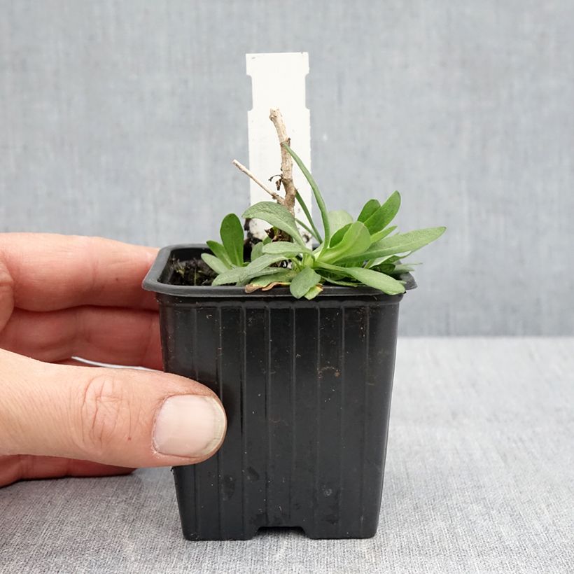 Aster novae-angliae Rosa Sieger Maceta de 7/8 cm Ejemplar entregado en la primavera