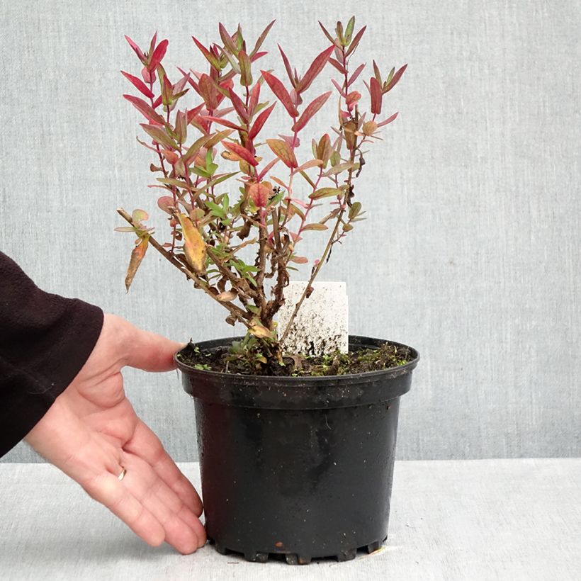 Ejemplar de Aster novae-angliae Septemberrubin Maceta 2L/3L entregado en otoño