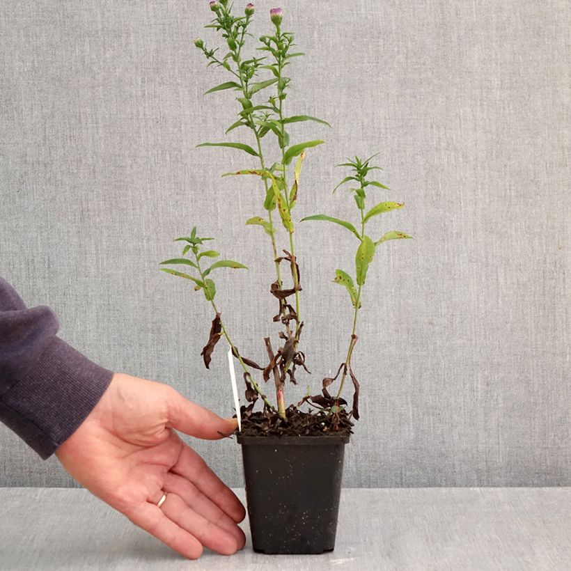 Ejemplar de Aster novi-belgii Eventide Maceta de 7/8 cm entregado en otoño