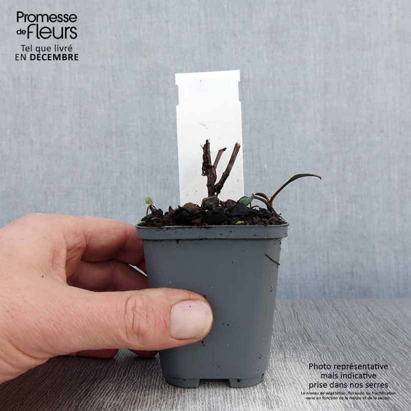 Aster novi-belgii Eventide Maceta de 7/8 cm Ejemplar entregado en invierno