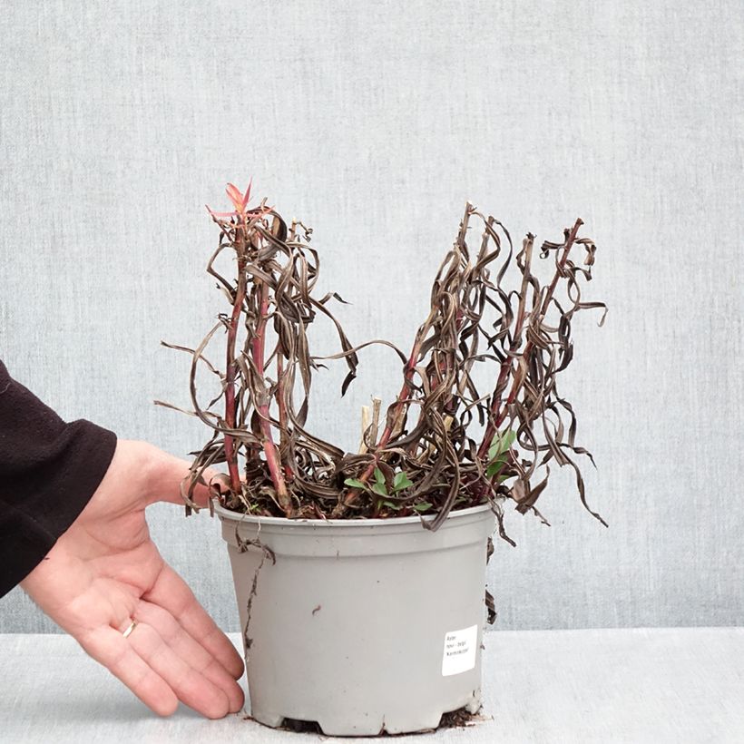 Ejemplar de Aster novi-belgii Karmin Kuppel Maceta 2L/3L entregado en otoño