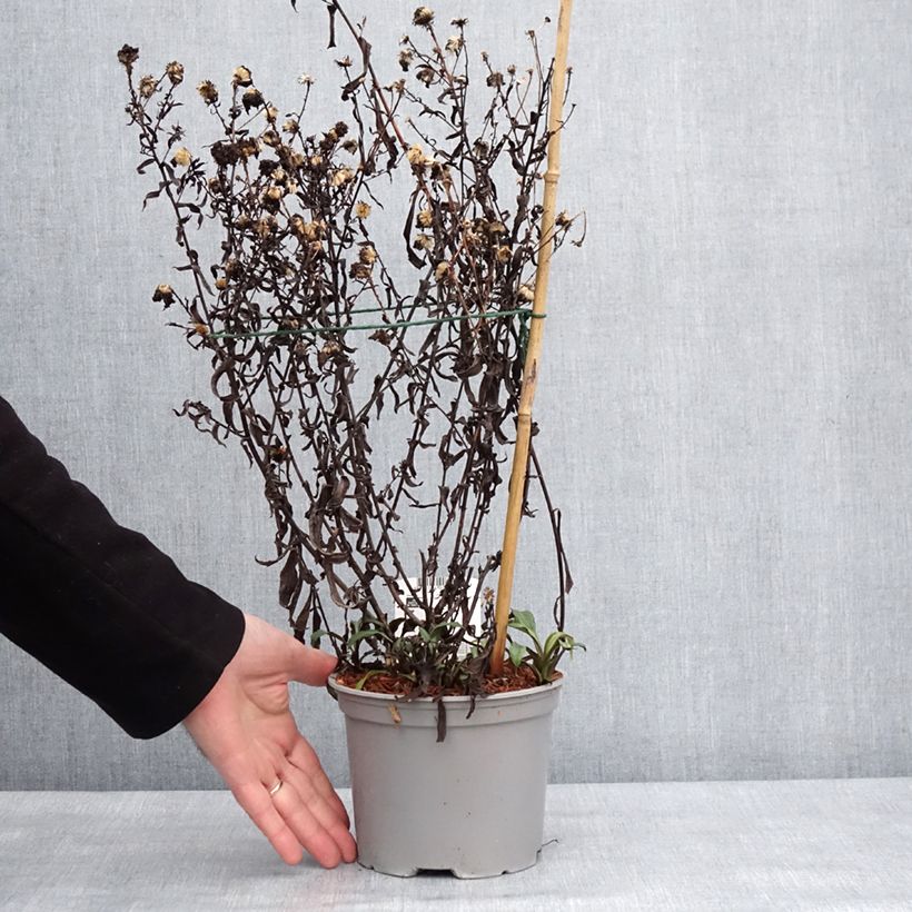 Aster novi-belgii Marie Ballard Maceta 2L/3L Ejemplar entregado en invierno