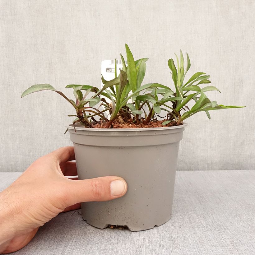 Aster novi-belgii Marie Ballard Maceta 2L/3L Ejemplar entregado en la primavera