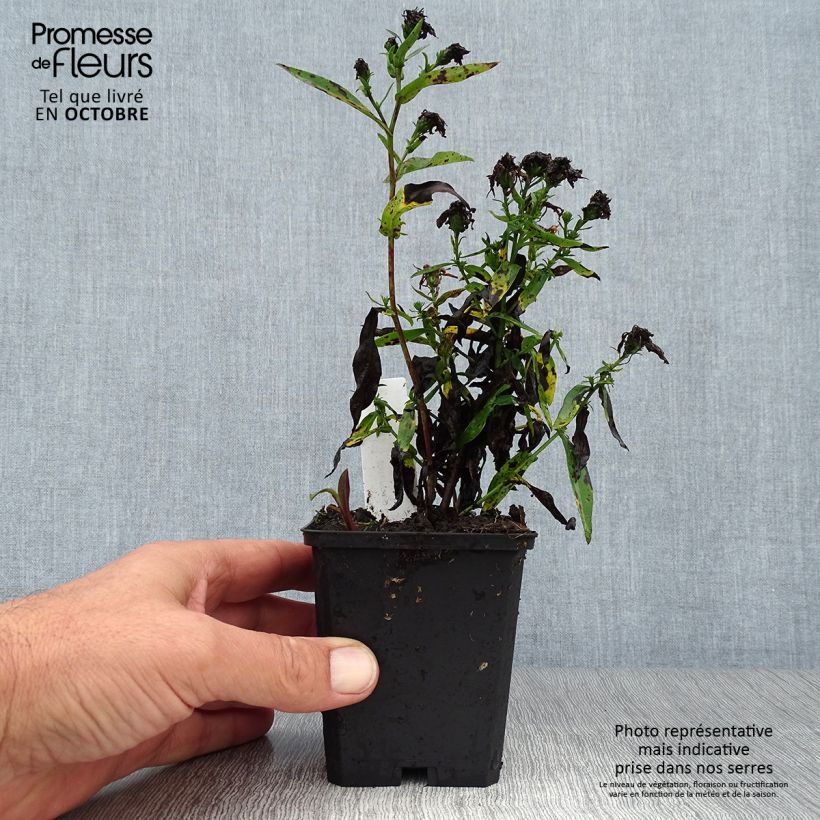 Ejemplar de Aster novi-belgii Patricia Ballard Maceta de 8/9 cm entregado en otoño