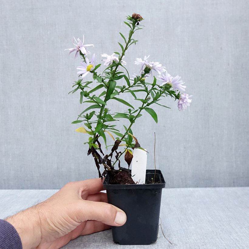 Ejemplar de Aster novi-belgii Porzellan Maceta de 8/9 cm entregado en otoño