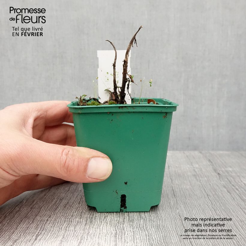 Aster novi-belgii Reitlingstal Maceta de 8/9 cm Ejemplar entregado en invierno