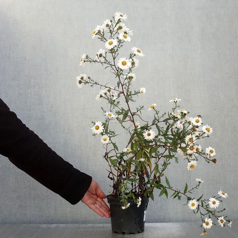 Ejemplar de Aster novi-belgii White Lady Maceta 2L/3L entregado en otoño