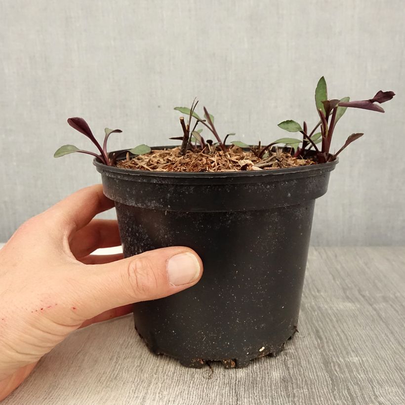 Aster novi-belgii White Lady Maceta 2L/3L Ejemplar entregado en la primavera