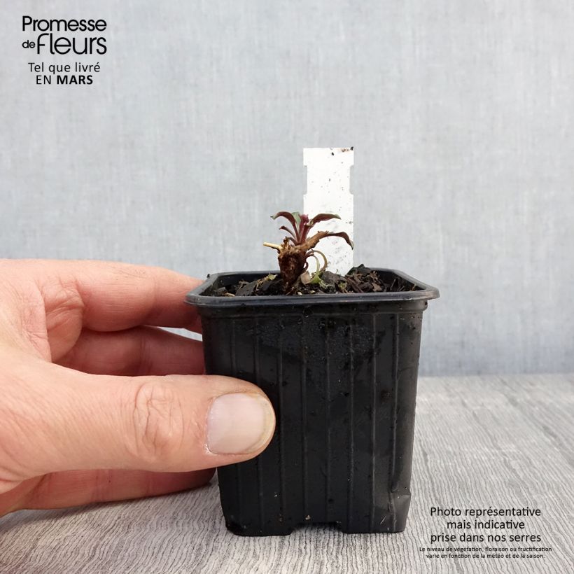 Aster oblongifolium October Skies Maceta de 8/9 cm Ejemplar entregado en la primavera