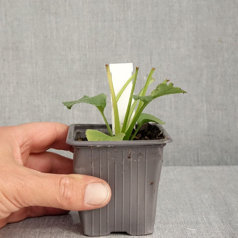 Ejemplar de Aster schreberi Maceta de 8/9 cm entregado en otoño