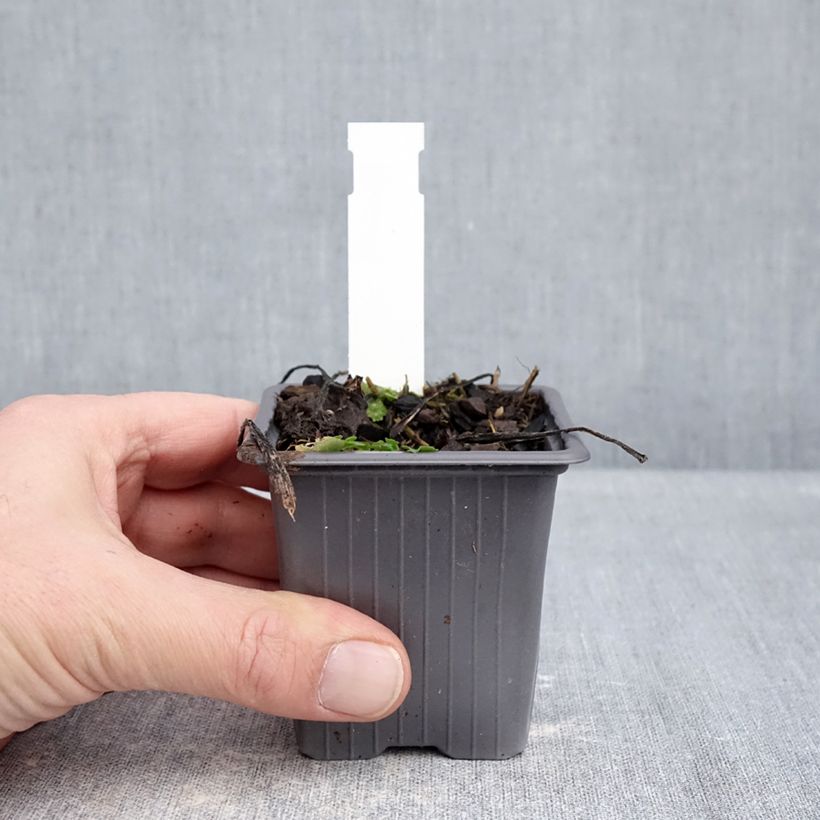 Aster schreberi Maceta de 8/9 cm Ejemplar entregado en invierno