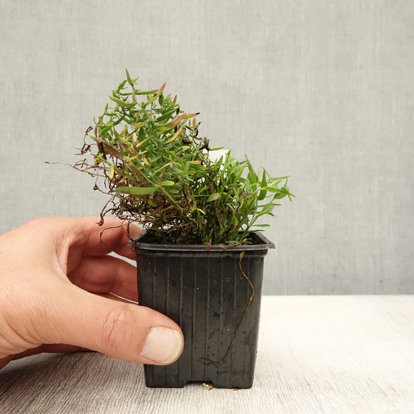 Ejemplar de Aster sedifolius Nanus Maceta de 8/9 cm entregado en otoño