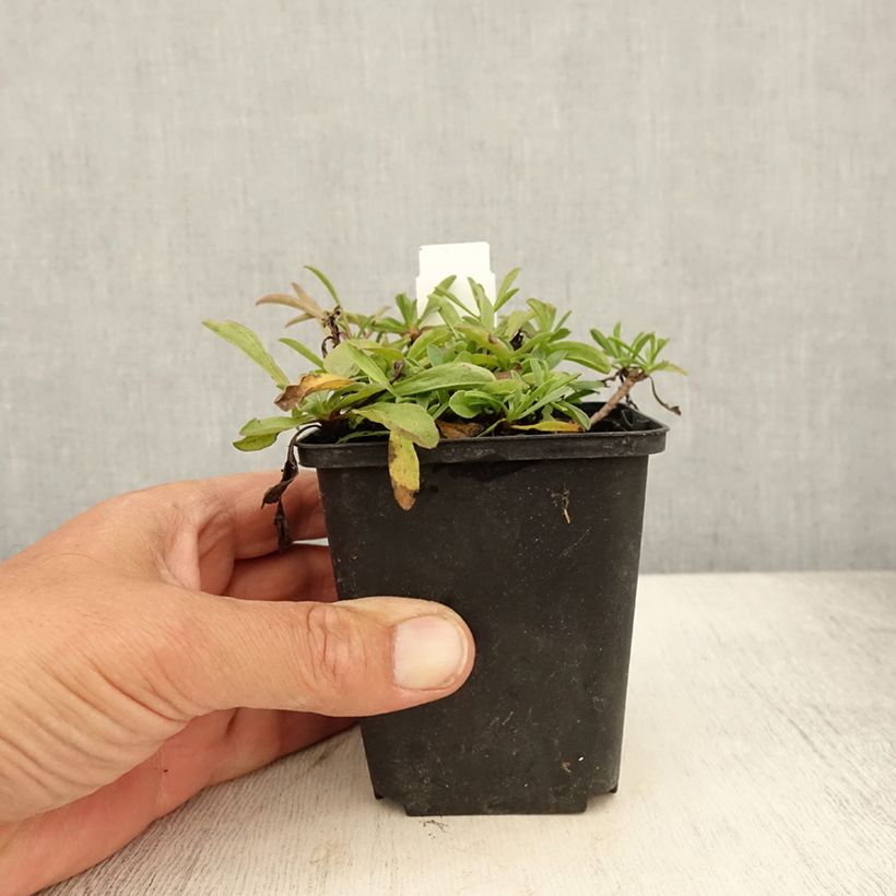 Ejemplar de Aster sibiricus Maceta de 8/9 cm entregado en verano