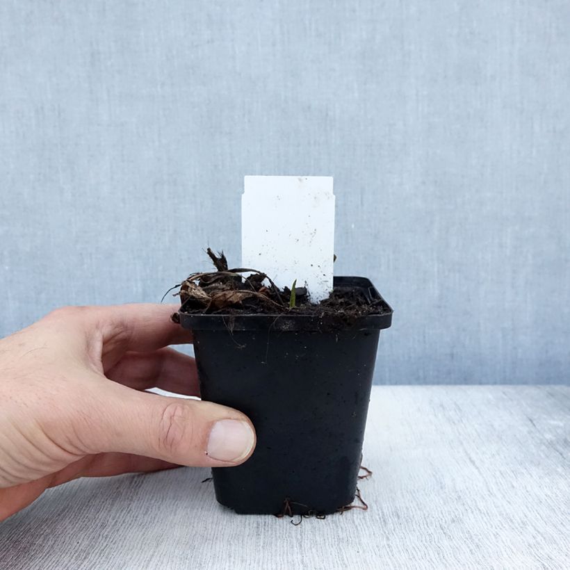 Ejemplar de Aster tataricus Jindai Maceta de 8/9 cm entregado en otoño