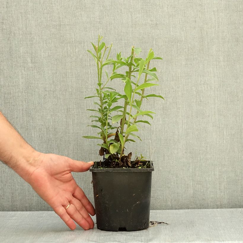 Ejemplar de Aster thomsonii Maceta 1,5L/2L entregado en verano