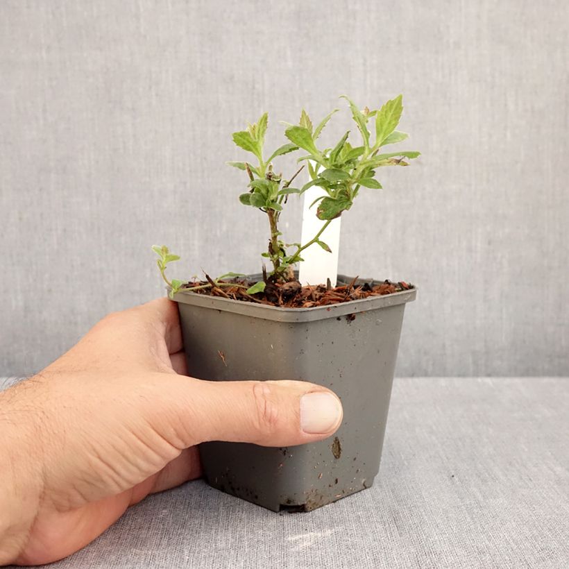 Ejemplar de Aster thomsonii Nanus Maceta de 8/9 cm entregado en otoño