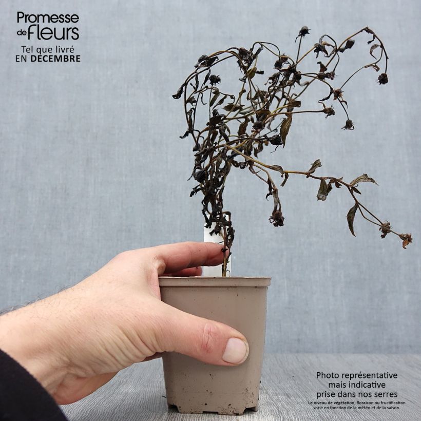 Aster thomsonii Nanus Maceta de 8/9 cm Ejemplar entregado en invierno