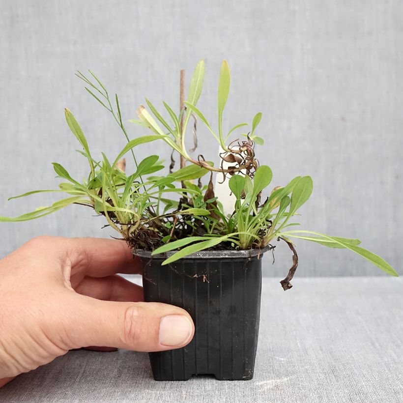 Ejemplar de Aster tongolensis Berggarten Maceta de 8/9 cm entregado en otoño