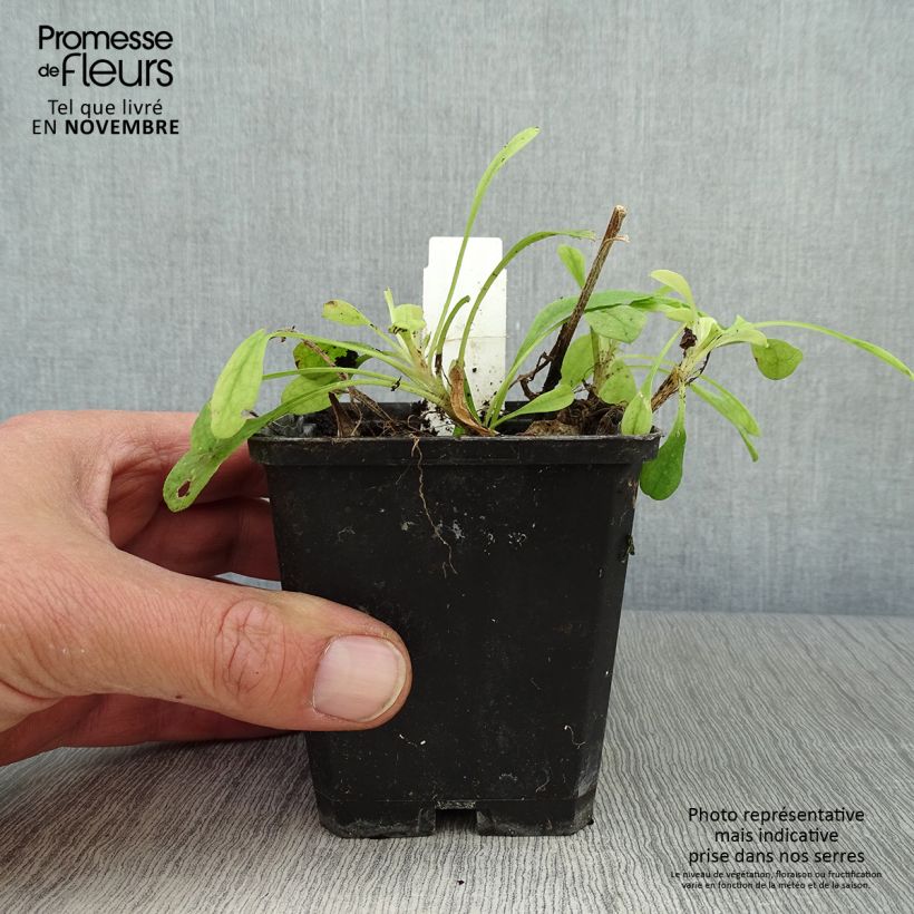 Ejemplar de Aster tongolensis Wartburgstern Maceta de 8/9 cm entregado en otoño