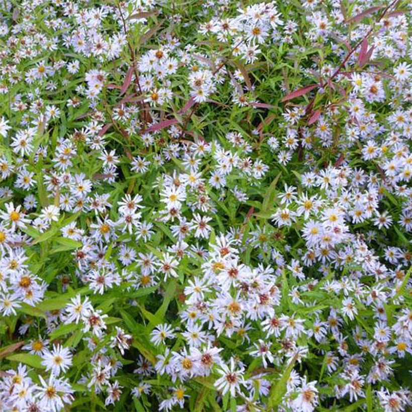 Aster versicolor Altweibersommer (Floración)