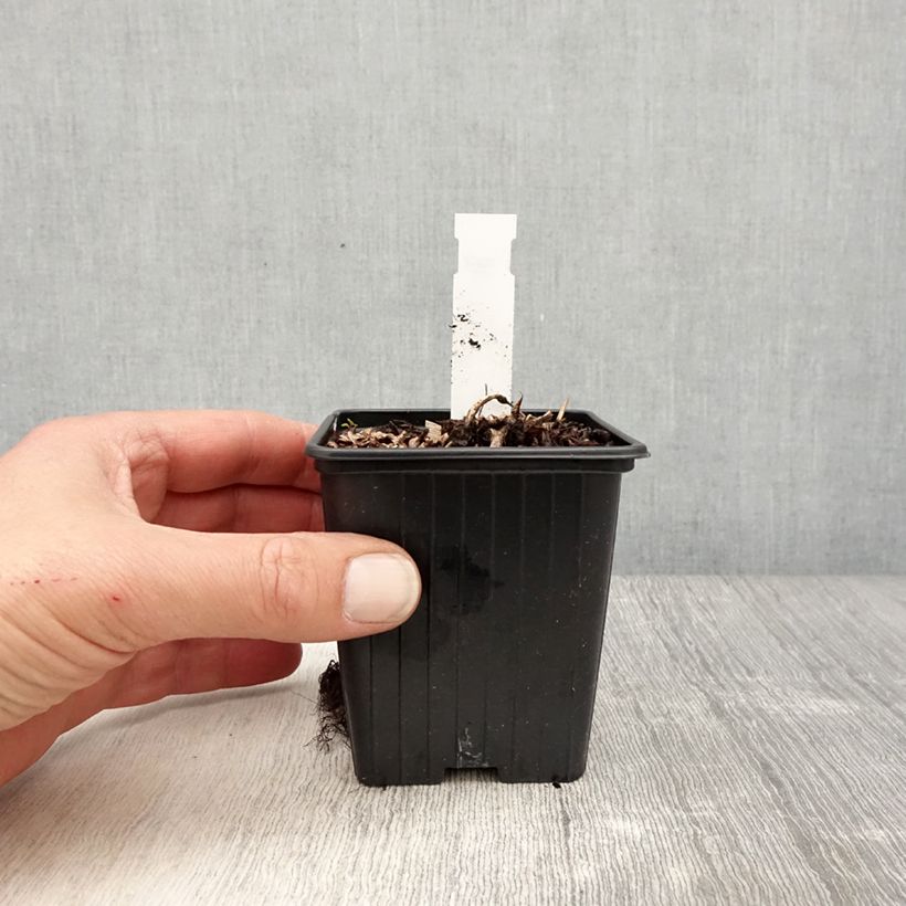 Espirea de pluma Color Flash Lime - Astilbe Maceta de 8/9 cm Ejemplar entregado en la primavera