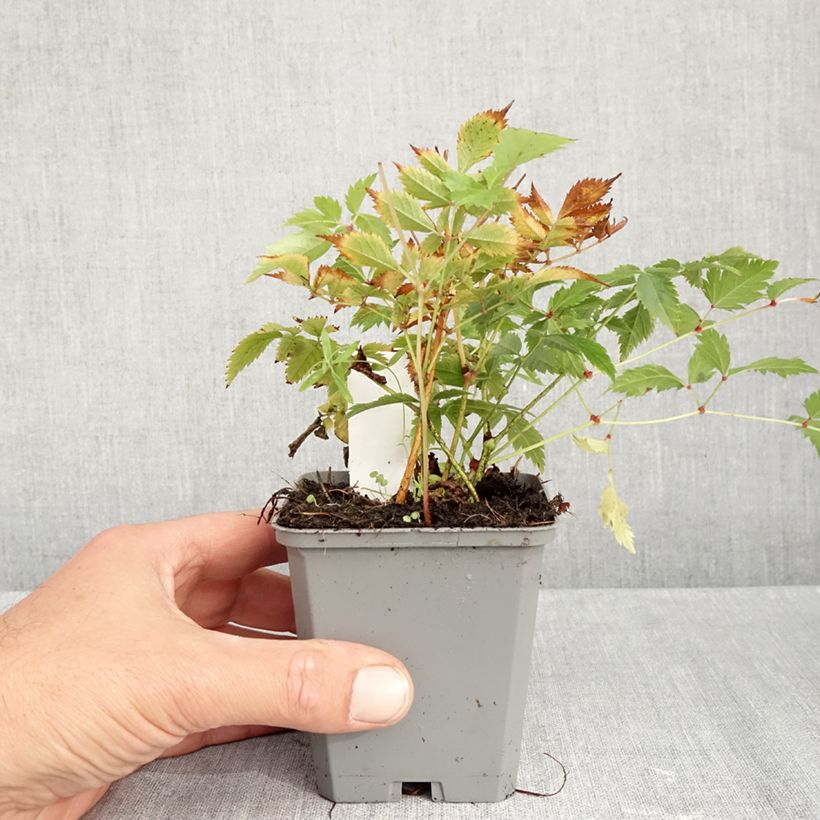Ejemplar de Espirea de pluma Brautschleier - Astilbe Maceta de 8/9 cm entregado en otoño