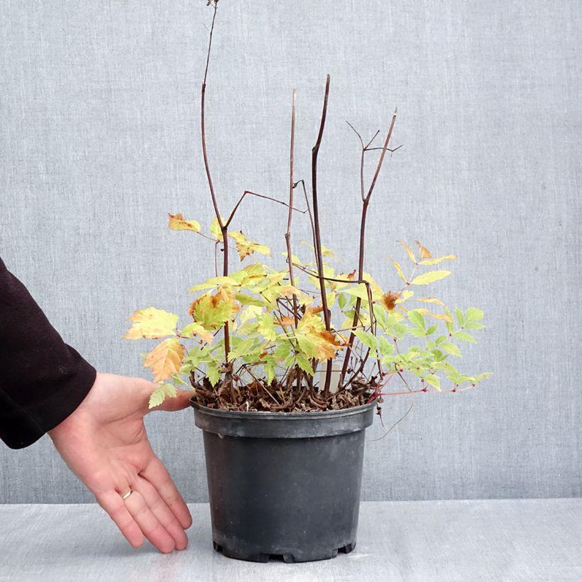Ejemplar de Espirea de pluma Brautschleier - Astilbe Maceta 2L/3L entregado en otoño