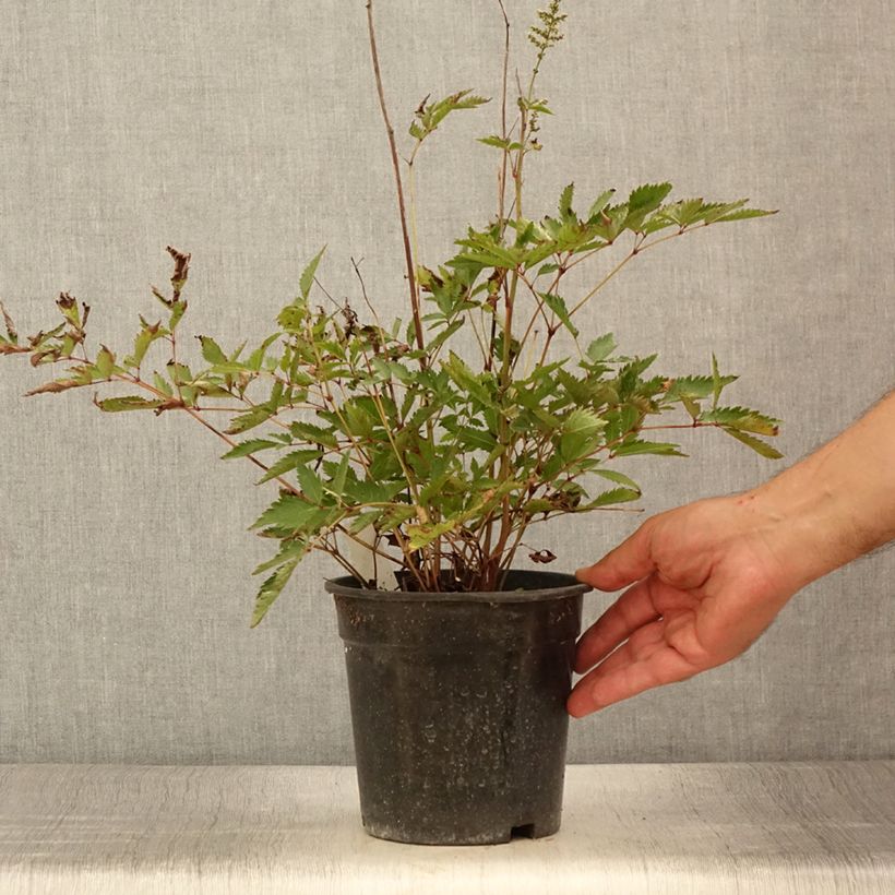 Ejemplar de Espirea de pluma Cappuccino - Astilbe Maceta 2L/3L entregado en verano