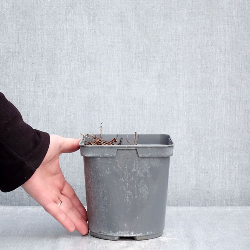 Espirea de pluma Cappuccino - Astilbe Maceta 2L/3L Ejemplar entregado en invierno