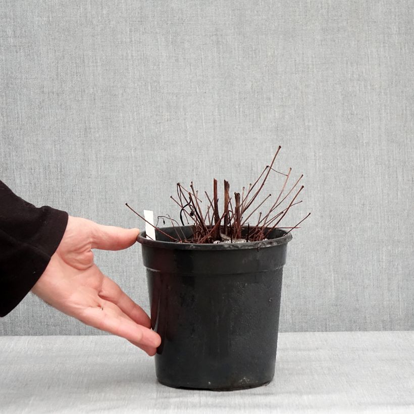 Espirea de pluma Color Flash Lime - Astilbe Maceta 2L/3L Ejemplar entregado en invierno