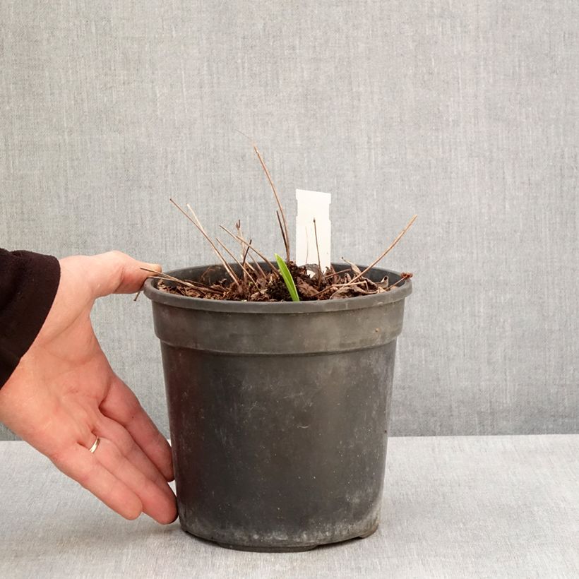 Espirea de pluma Color Flash Lime - Astilbe Maceta 2L/3L Ejemplar entregado en la primavera