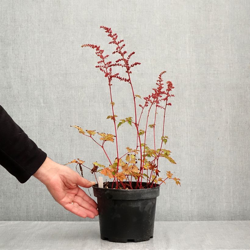 Ejemplar de Espirea de pluma Colour Flash - Astilbe Maceta 2L/3L entregado en otoño