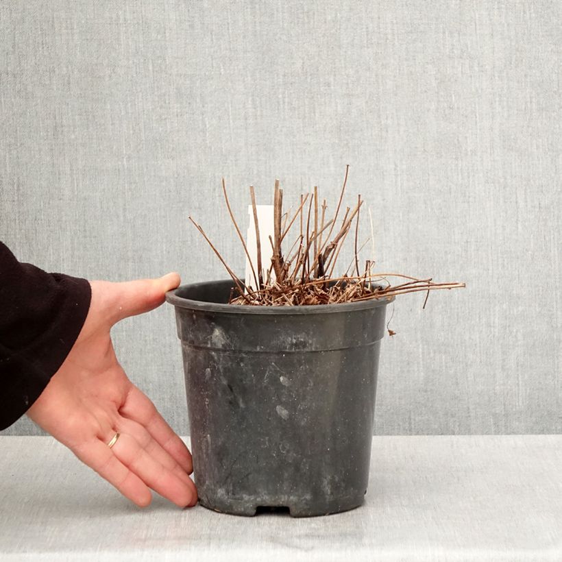 Espirea de pluma Colour Flash - Astilbe Maceta 2L/3L Ejemplar entregado en la primavera