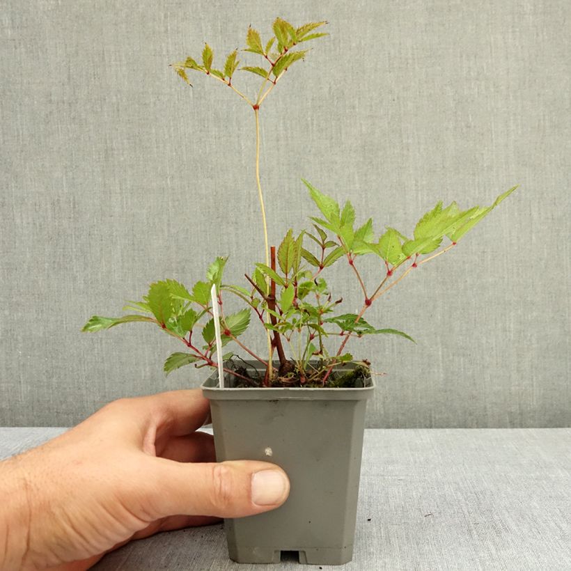 Ejemplar de Espirea de pluma Ellie - Astilbe Maceta de 8/9 cm entregado en verano