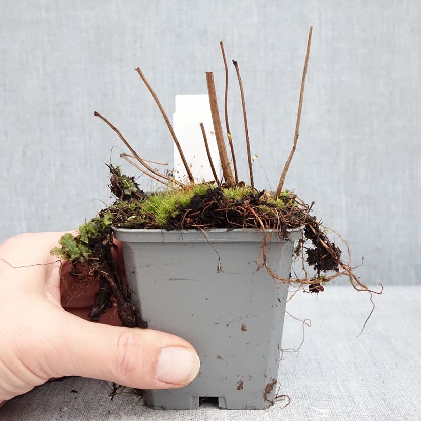 Espirea de pluma Ellie - Astilbe Maceta de 8/9 cm Ejemplar entregado en invierno