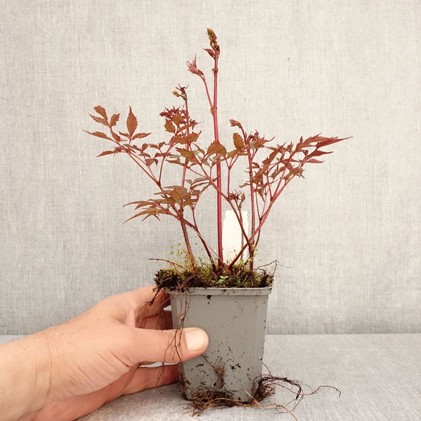 Espirea de pluma Ellie - Astilbe Maceta de 8/9 cm Ejemplar entregado en la primavera