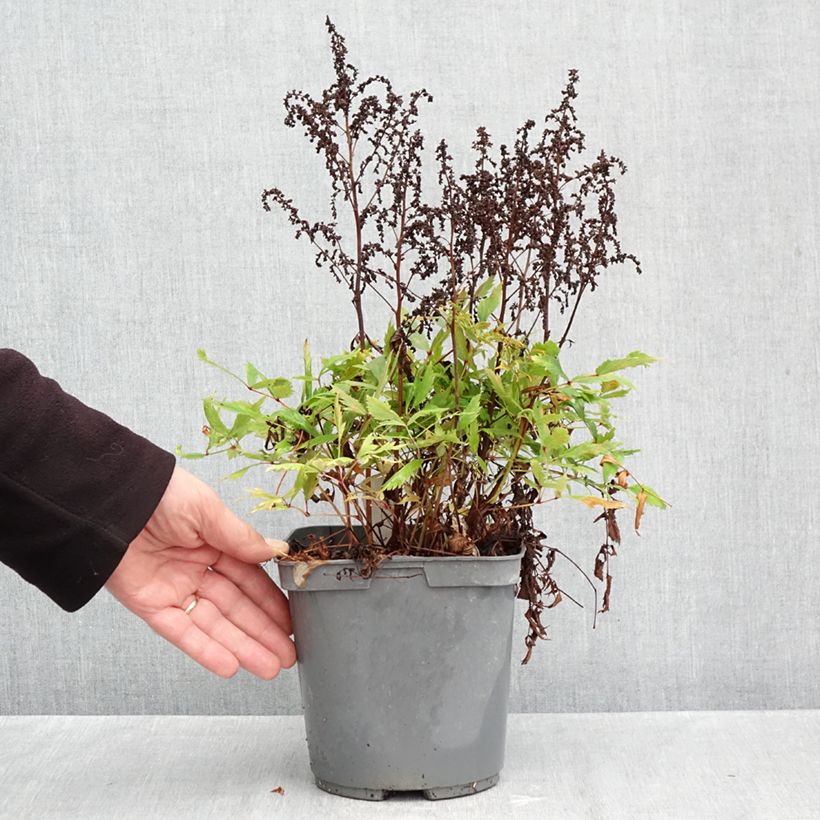 Ejemplar de Espirea de pluma Ellie - Astilbe Maceta 2L/3L entregado en otoño
