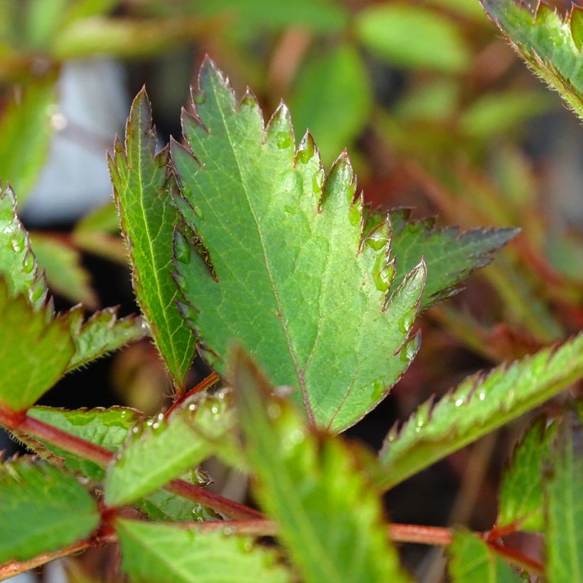 Espirea de pluma Erika - Astilbe (Follaje)