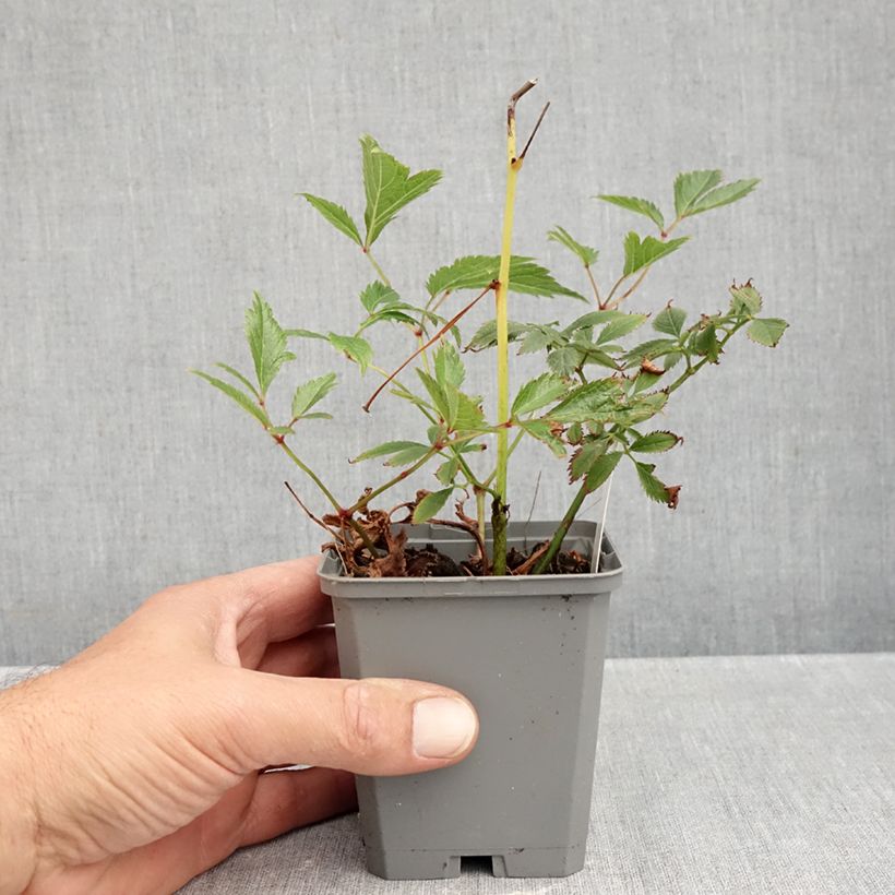 Ejemplar de Espirea de pluma Erika - Astilbe Maceta de 8/9 cm entregado en otoño