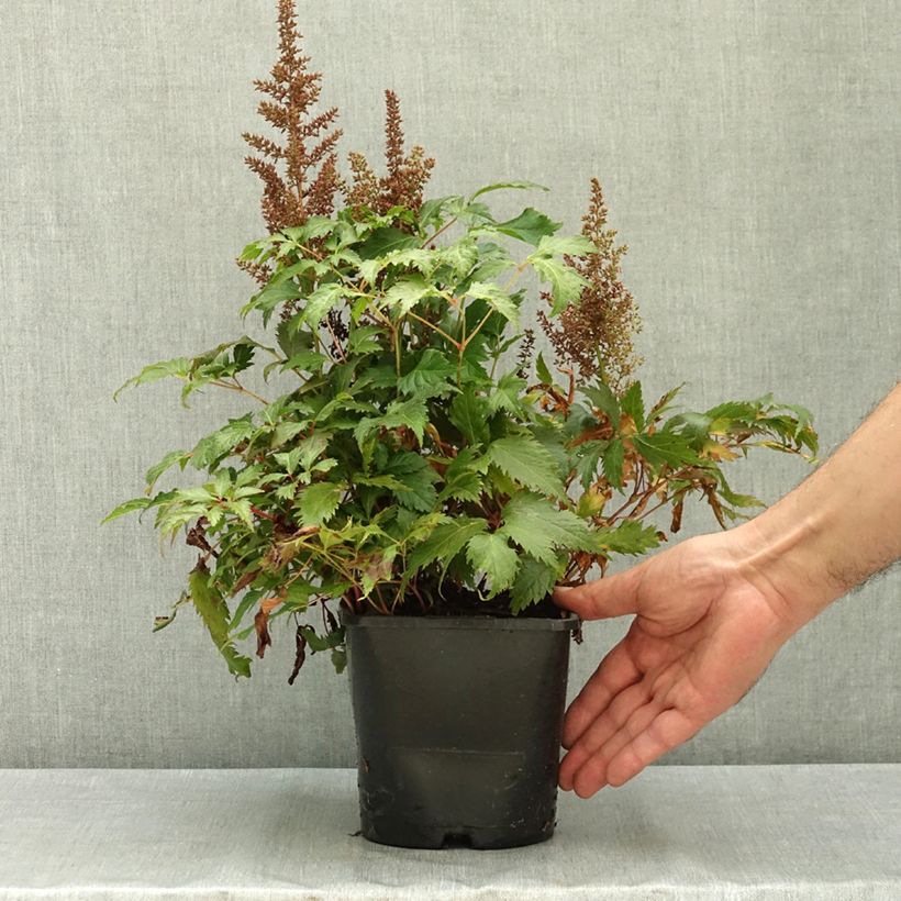 Ejemplar de Espirea de pluma Fanal - Astilbe Maceta 2L/3L entregado en verano