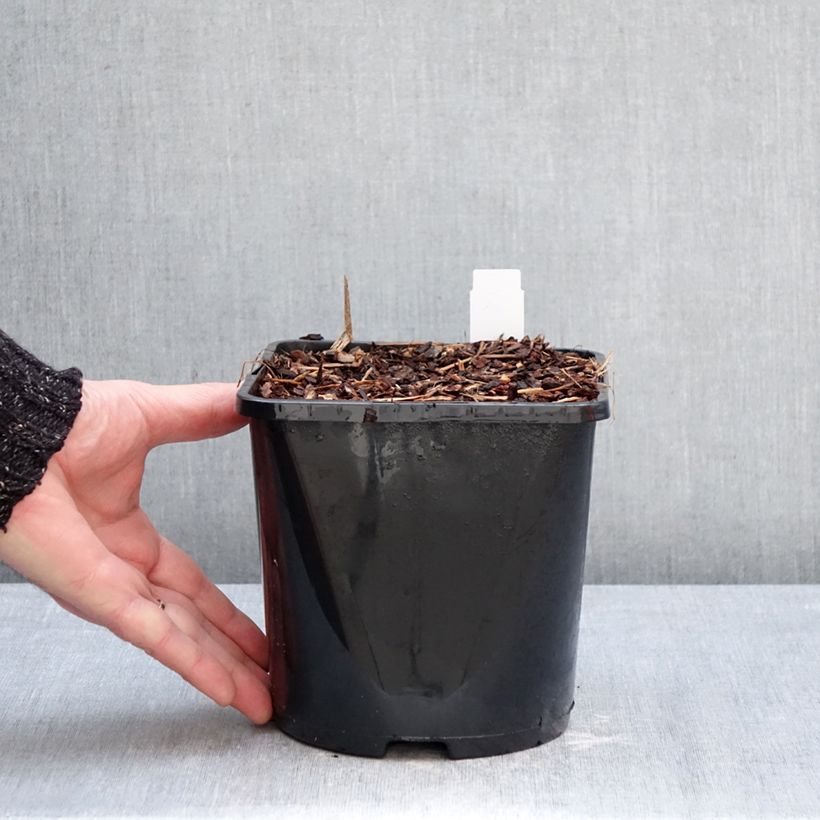 Espirea de pluma Fanal - Astilbe Maceta 2L/3L Ejemplar entregado en invierno