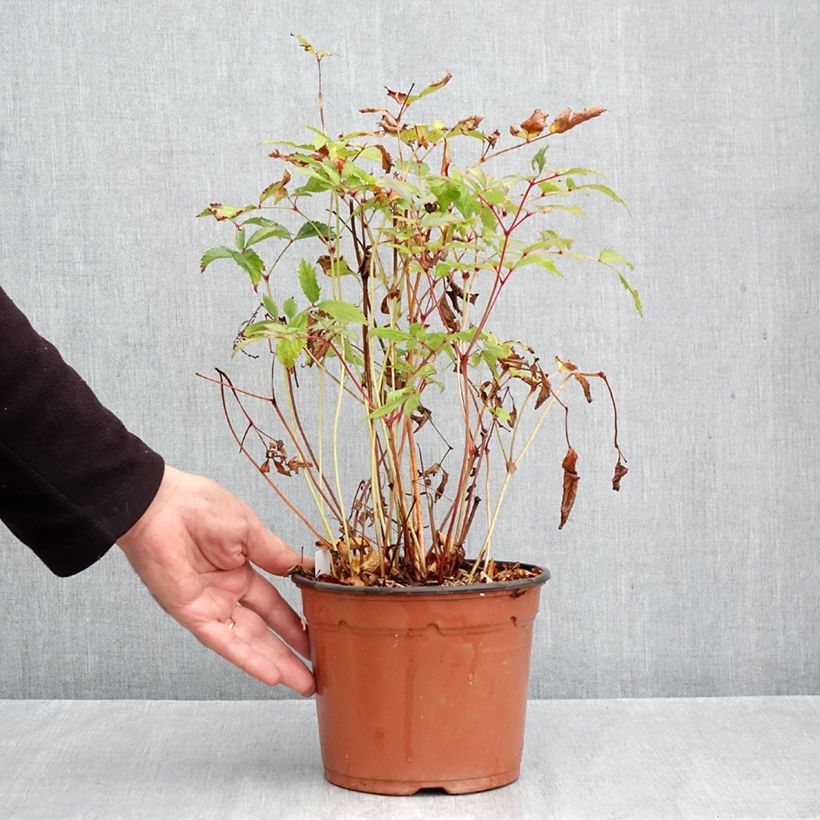 Ejemplar de Espirea de pluma Moccachino - Astilbe Maceta 2L/3L entregado en otoño
