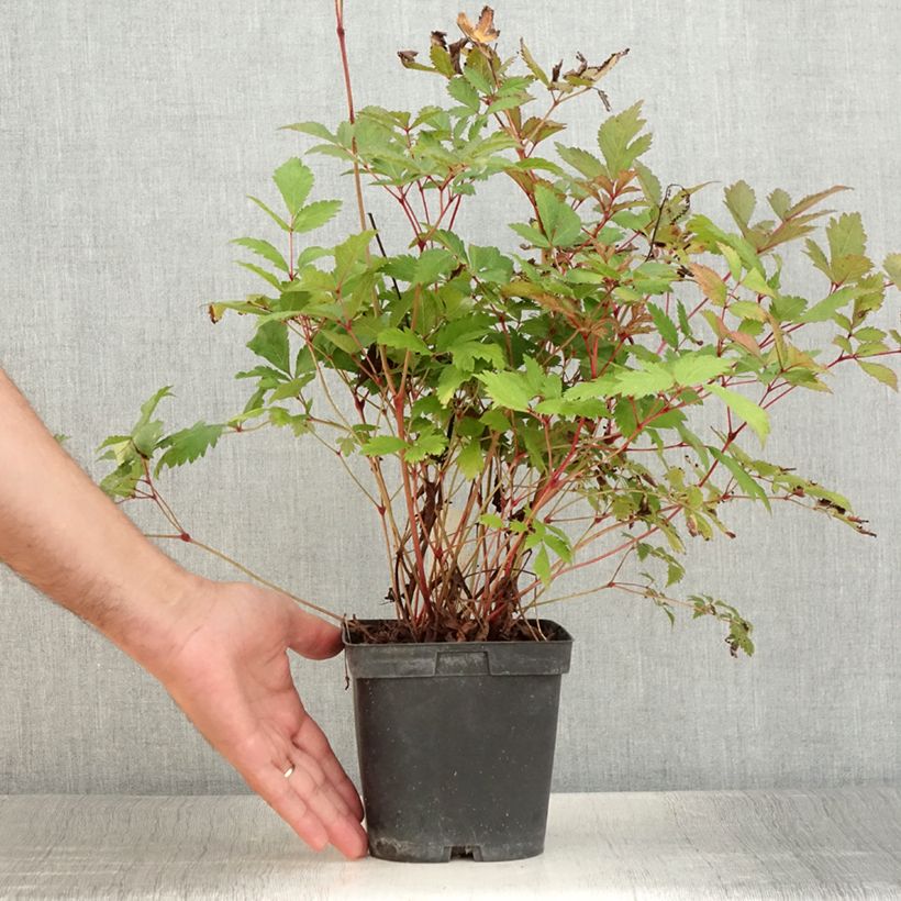 Ejemplar de Espirea de pluma Moccachino - Astilbe Maceta 2L/3L entregado en verano