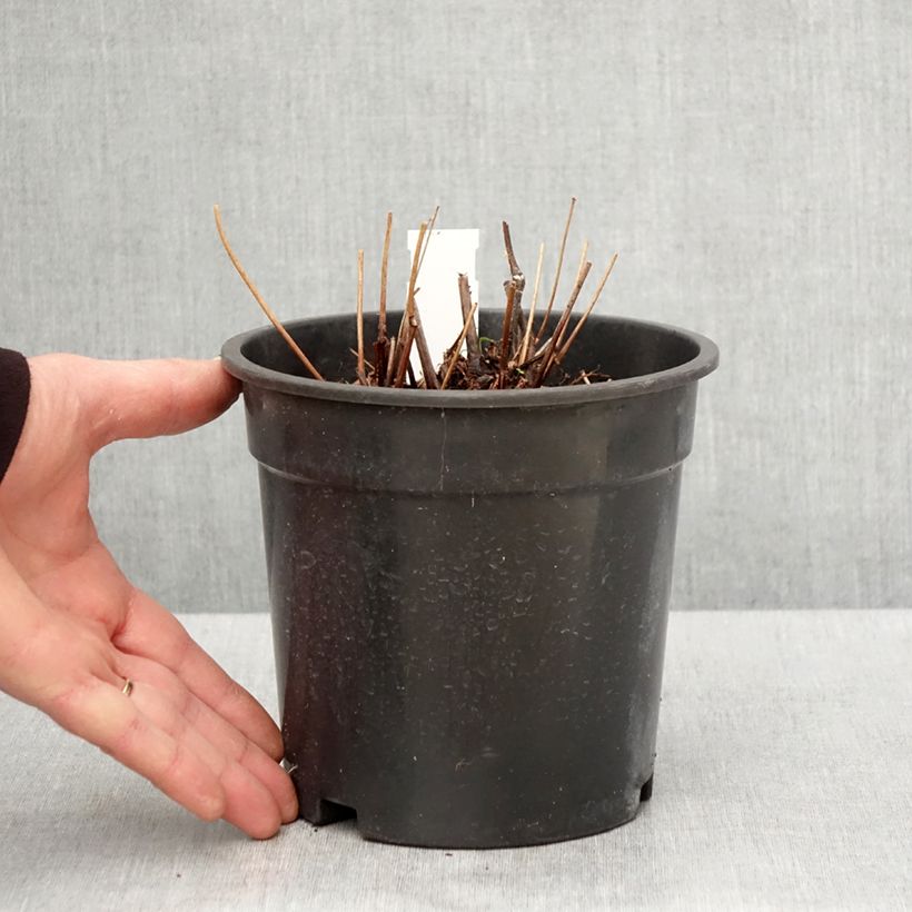 Espirea de pluma Moccachino - Astilbe Maceta 2L/3L Ejemplar entregado en la primavera